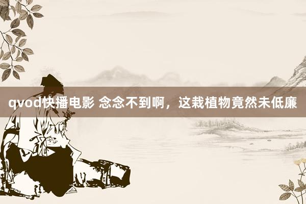 qvod快播电影 念念不到啊，这栽植物竟然未低廉