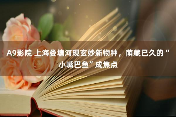 A9影院 上海娄塘河现玄妙新物种，荫藏已久的“小嘴巴鱼”成焦点